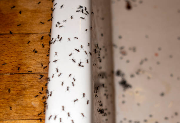 Best Pest Control Near Me in Johnsonville, SC