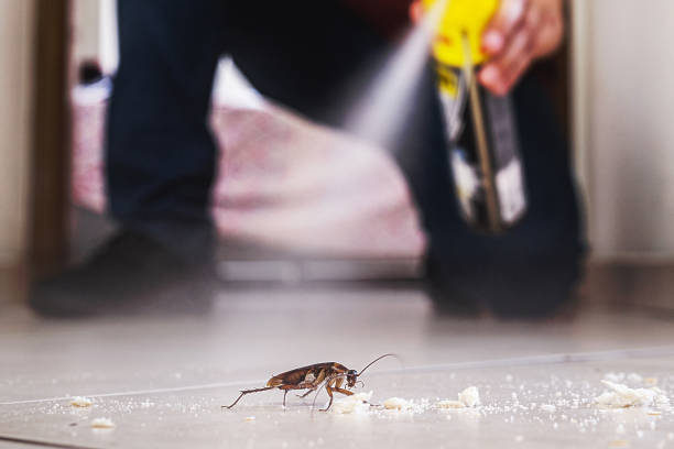 Wasp Removal Services in Johnsonville, SC